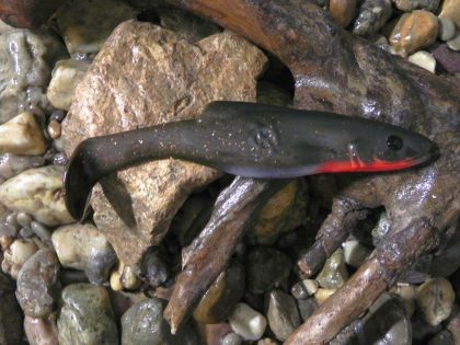 Shad 18 BR (1 kom.)