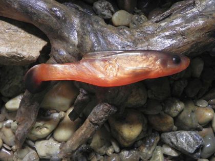 Shad 18 OB (1 kom.)